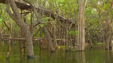 video 1080p - longozun ve yüksek ahşap köprü. Kamboçya.