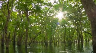 video 1080p - longozun, tekne görünümden. Kamboçya.