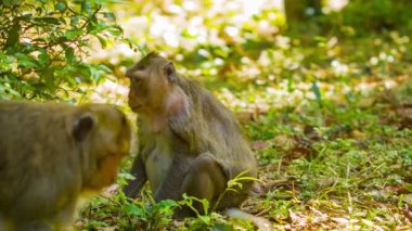 Kamboçya ormanlarda video 1080p - vahşi maymunlar - makak