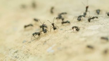 video 1080p - formik yol. listelenen bir tehlike