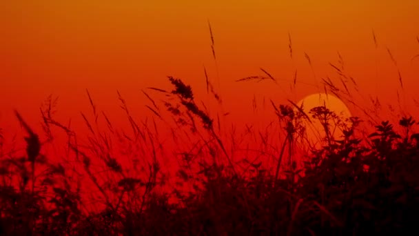 Video 1080p - Erba prato contro il sole al tramonto. Silhouette . — Video Stock