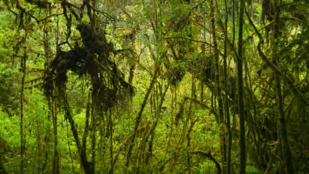 Video 1080p - Dickicht üblichen Regenwald. Hochgebirgsthailand — Stockvideo