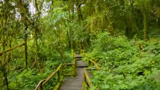 Video 1080p - Go hiking trail in the highlands of Thailand, near Chiang Mai. POV — Stock Video