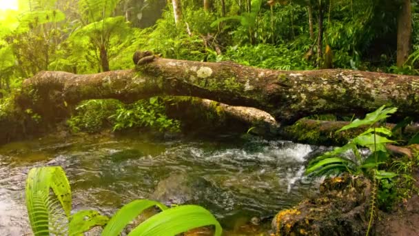 Video 1080p - Corriente en el bosque tropical entre los enganches. Tailandia — Vídeos de Stock