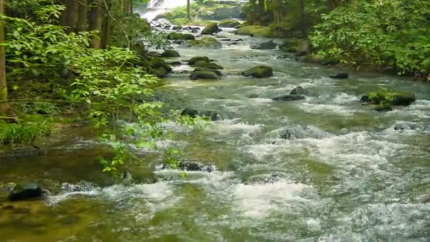 Βίντεο 1080p - μικρό ποτάμι στο δάσος. Chiang mai, Ταϊλάνδη — Αρχείο Βίντεο