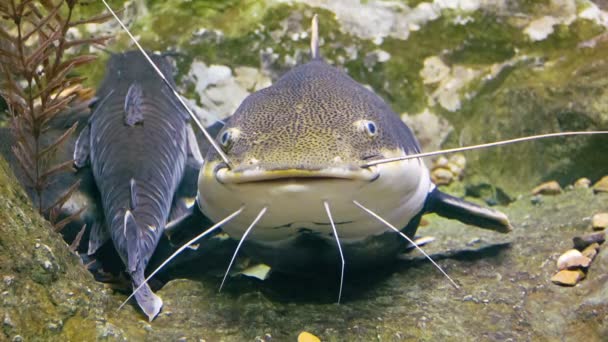 Видео 1080p - Tropical big Red tail catfish in their natural habitat — стоковое видео