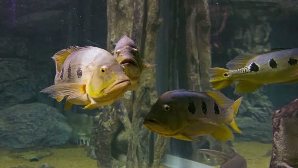 Video 1080p - bandada de peces grandes en el agua — Vídeos de Stock