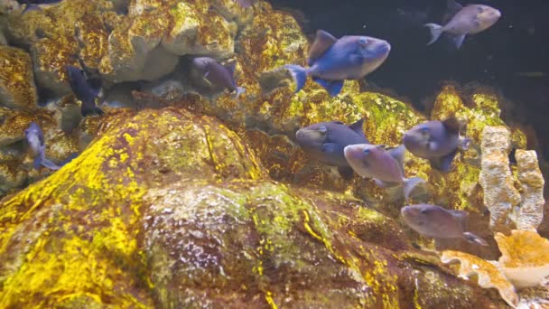 Video 1080p - Schwarm blauer Fische unter Wasser in der Nähe der Felsen — Stockvideo