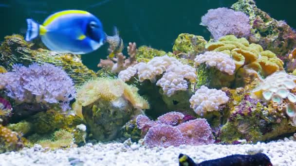 Видео 1080p - Морские рыбы в красивых подводных пейзажах в аквариуме — стоковое видео
