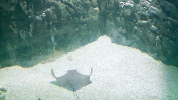 Video 1080p - pijlstaartroggen onderwater op de bodem — Stockvideo