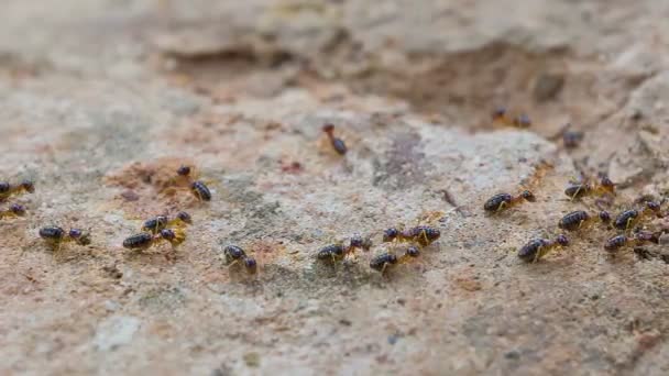Videa 1080p - lesní termiti v pohybu — Stock video