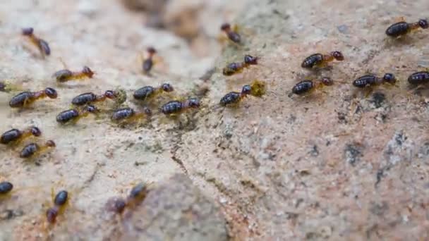 Video 1080p - termieten voeren iets te mound — Stockvideo