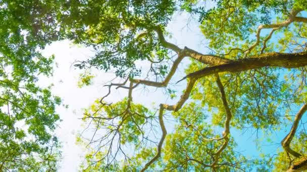 Vidéo 1080p - Couronnes de grands arbres sur le fond du ciel lumineux 