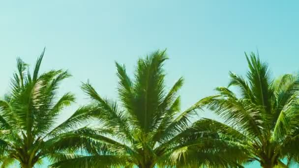 Video 1080p - flera tropiska palmer mot himlen — Stockvideo