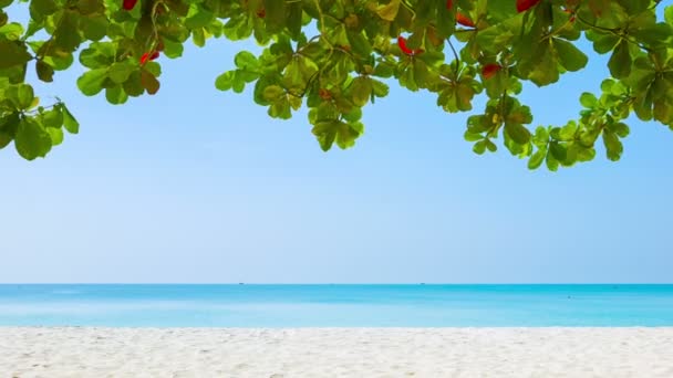 视频 1080 p-白色的沙滩和热带植被的边缘 — 图库视频影像