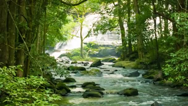 Відео 1080p - Гірський потік біля водоспаду в тропічному лісі — стокове відео