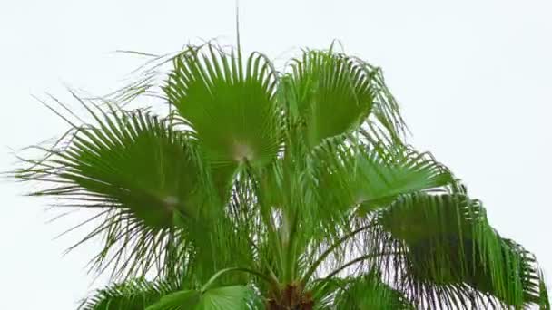 Vidéo 1080p - Les frondes de palmiers balancent le vent contre le ciel — Video