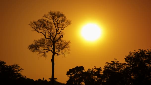 Βίντεο 1080p - μεγάλο δέντρο στη ζούγκλα σε μια καυτή ημέρα, εν μέσω πορτοκαλί ουρανό. — Αρχείο Βίντεο