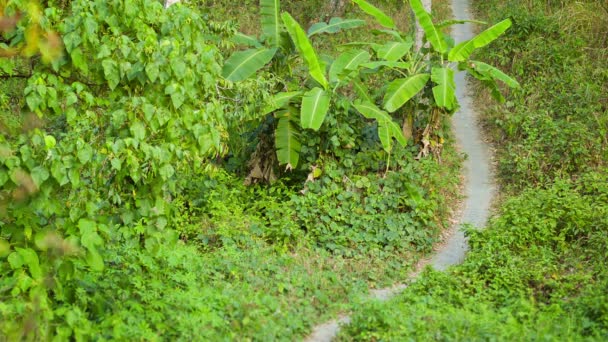 Video 1080p - O caminho através da floresta tropical. Tailândia, Phuket — Vídeo de Stock