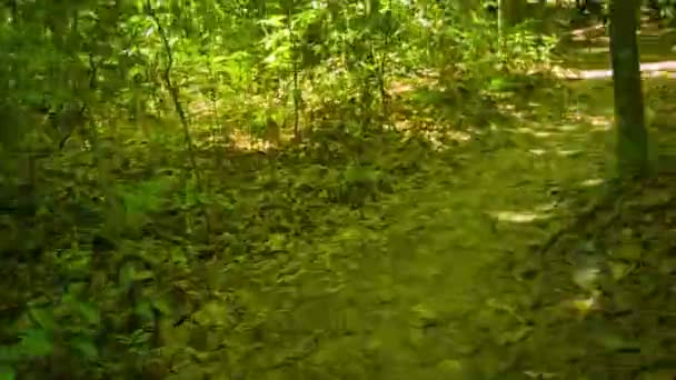 Vidéo 1080p - Sprint à travers la forêt tropicale le long du chemin. Vue à la première personne — Video