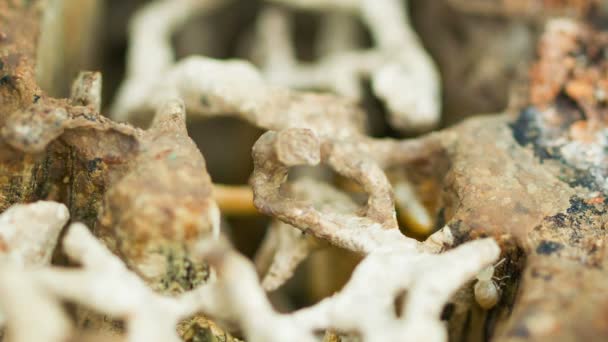 Vidéo 1920x1080 - Termites. Intérieurs du nid et des travailleurs 