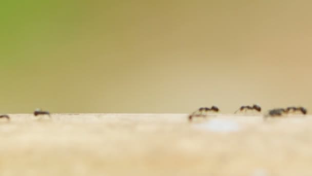 Video 1080p - Ants moving on the trunk of bamboo — Stock Video