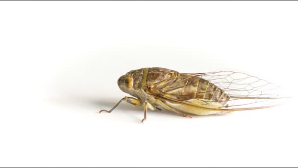 Video 1920x1080 - Live adult cicada on a white background — Stock Video