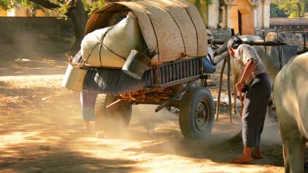 BAGAN, MYANMAR - 11 JAN 2014: Locals sweep the area for future fairs — Stock Video