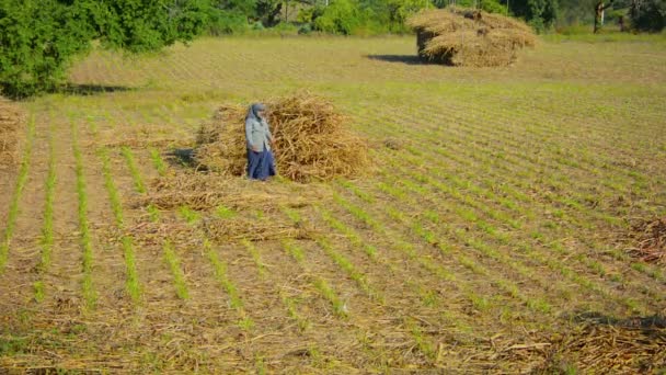 BAGAN, MYANMAR - CIRCA JAN 2014: Peasant collects maize straw in a big pile on the field — Stock Video