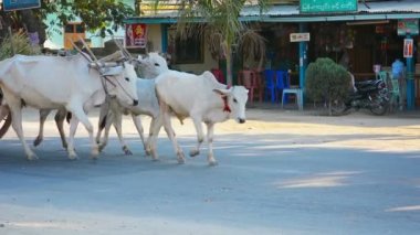 naypyidaw Birliği topraklarında, burma - Ocak 2013 yaklaşık: her zamanki gibi inekler ve saha çalışması için herhangi bir taşıma için kullanılan