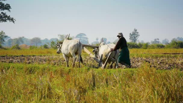 TERRITÓRIO DA UNIÃO DE NAYPYIDAW, BURMA - CIRCA JAN 2013: Duas vacas e um arado de madeira - ferramentas para agricultores ao arar campos — Vídeo de Stock