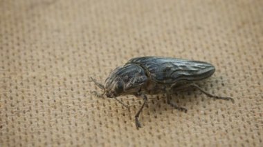 video 1080p - büyük böceği kat seçeneğini tıklatın.