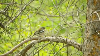 відео 1080 р - невелика птиця в Північній лісу. Росія, Кольський півострів