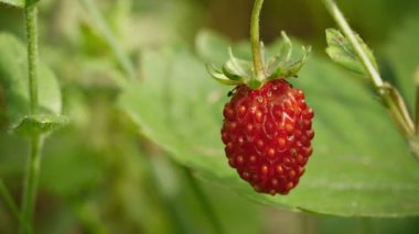 video 1080p - vahşi kırmızı çilek yakın çekim
