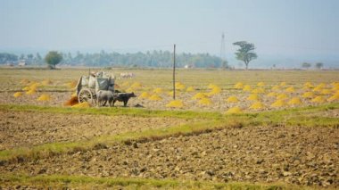 video 1080p - ahşap vagon pirinç kabuğu alanında sunar. antik yol gübre. Myanmar