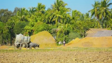 video 1080p - ahşap vagon pirinç kabuğu alanları sunar. Burma