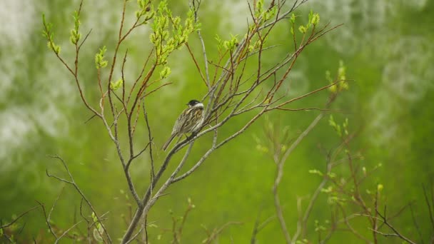 Video 1080p - Passero della foresta seduto su un ramo — Video Stock