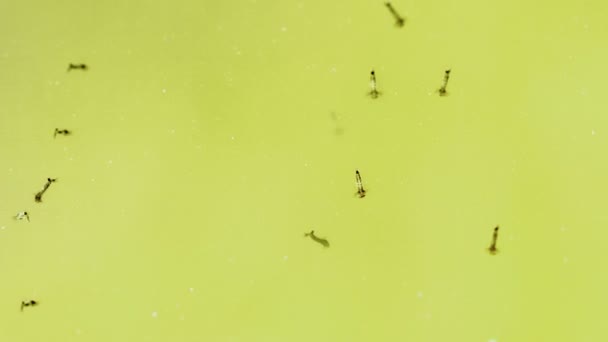 视频 1080 p-在一个水坑里的脏水中的蚊子幼虫 — 图库视频影像