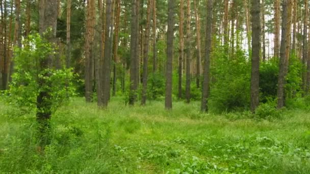 Video 1080P - día de paseo por el bosque de pinos — Stok video