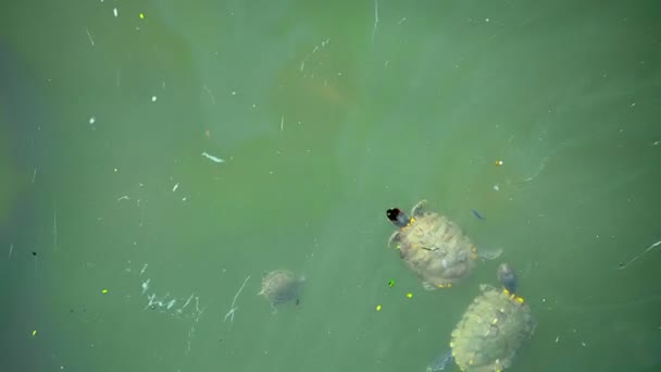 Video fullhd - Schildkröten leben in schmutzigem Wasser in der Stadt. Singapore — Stockvideo