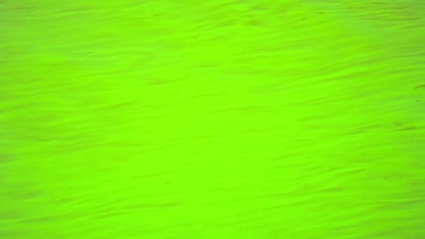 Video FullHD - water is green in a warm pond. Filamentous algae. — Stock Video