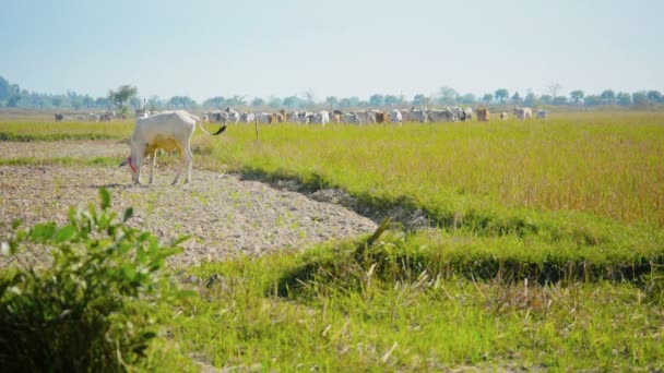 Vidéo 1080p - Les vaches paissent sur les champs de chaume. Birmanie 