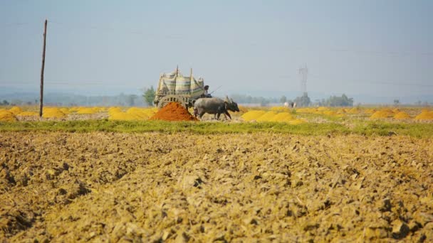 Video 1080p - Farmer fertilizes the field with rice husk. Burma — Stock Video