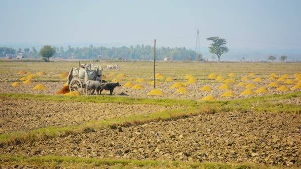 ビデオ 1080 - 木製ワゴンは分野の籾殻を提供します。肥料の古代の方法です。ミャンマー — ストック動画