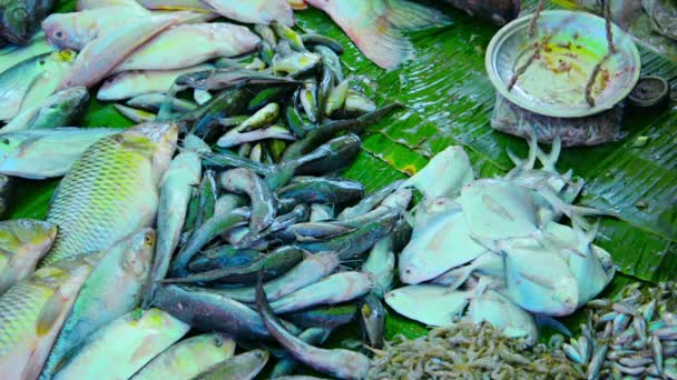 Video 1080p - el pescado se vende en el mercado asiático abierto. Birmania — Vídeos de Stock