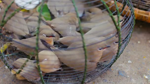 Video 1080p - Birds in a cage for sale on the market, Myanmar, Mandalay — Stock Video