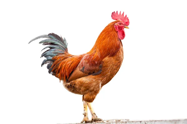 Beyaz arka plan üzerinde renkli horoz