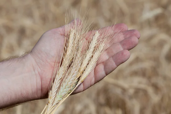 Wheat ears on a man's hand — Stock Photo, Image