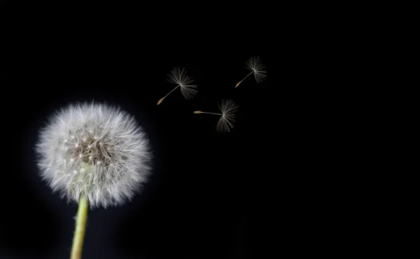 Одуванчик теряет семена на ветру — стоковое фото