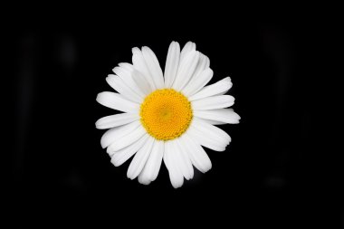 siyah arka plan üzerine izole papatya çiçeği